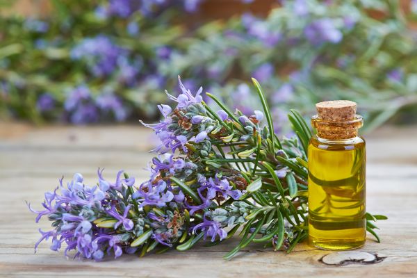 Rosemary oil hair care benefits
